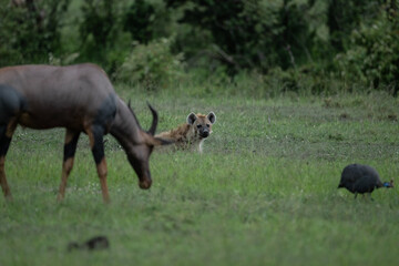 a hyena lies in the grass against the backdrop of an antelope in a green clearing in natural conditions in a national park in Kenya