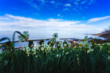 海と青空と水仙