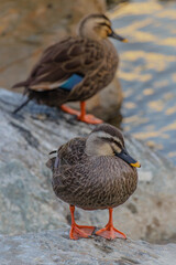 On a winter morning, Spot-billed ducks are grooming on the rock.