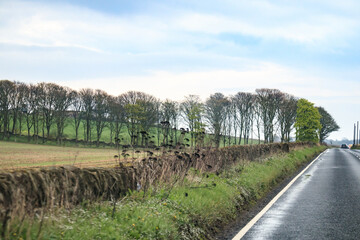 Fototapeta na wymiar A Peaceful Drive Along the Countryside Road