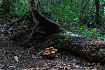 Beautiful natural close-up of a fallen trunk with moss and a set of mushrooms at its feet, between dry leaves and a green forest in the background in the Anaga Natural Park, Tenerife, Spain, Europe