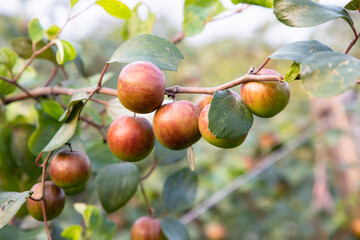 Red jujube fruits or apple kul boroi on a branch in the garden. Selective Focus with Shallow depth of field
