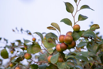 Red jujube fruits or apple kul boroi on a branch in the garden. Selective Focus with Shallow depth of field