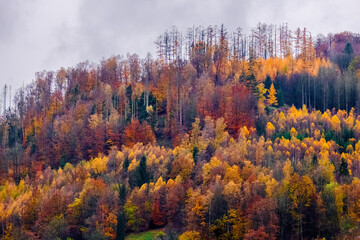 Fototapeta premium Sunny day in Autumn, trees with yellow orange, red leaves