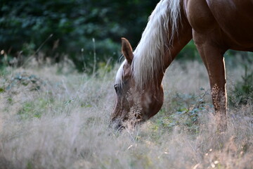 Waldpferd. Schönes goldenes Pferd frei im sommerlichen Wald