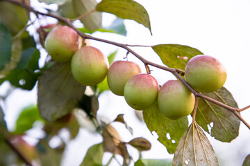 Red jujube fruits or apple kul boroi on a branch in the garden. Selective Focus with Shallow depth of field