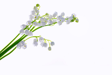White flowers of lily of the valley. Convallaria majalis, isolated on white background.