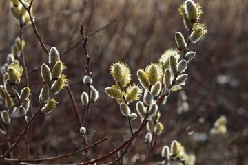 buds of willow © Марина Савченко