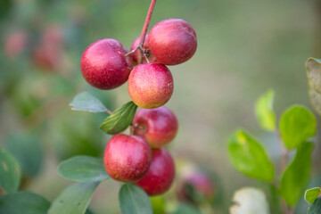 Red jujube fruits or apple kul boroi on a branch in the garden. Selective Focus with Shallow depth of field