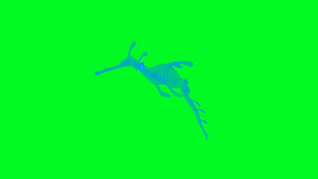 4k green screen Seadragon Fish technology video. Seadragon Fish technology video, Seadragon Fish 360 turn, Seadragon Fish wireframe video