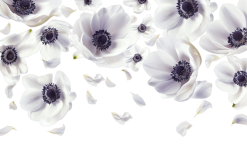 flower anemone petals flew isolated on white background