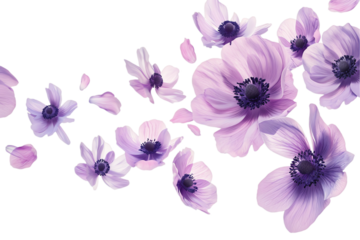 flower anemone petals flew isolated on white background