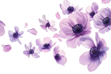  flower anemone petals flew isolated on white background © masud