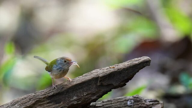 Common Tailorbird birdwatching in the forest.