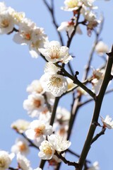 早春の白梅