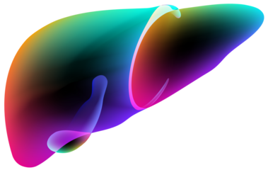 Illustration of a multicolored overlay in the shape of a human liver floating on a black background. Used in advertising, commerce, industry and medicine.