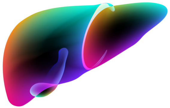 Illustration of a multicolored overlay in the shape of a human liver floating on a black background. Used in advertising, commerce, industry and medicine.