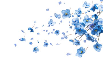 flower forget me not petals flew isolated on white background