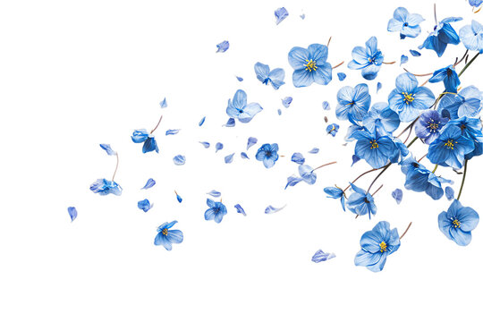 flower forget me not petals flew isolated on white background
