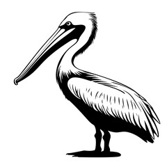 Pelican Hand Drawn Illustration Vector Set. Brown Pelican, Flying, Standing. Detailed Hand Drawing Pelican Bird Outline.
