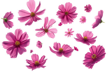 flower Cosmos petals flew isolated on white background - Powered by Adobe