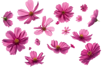 Tuinposter flower Cosmos petals flew isolated on white background © masud