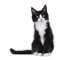 Cute black with white tuxedo Maine Coon cat kitten with naughty expression, sitting up facing front. Looking towards camera. Isolated cutout on a transparent background.