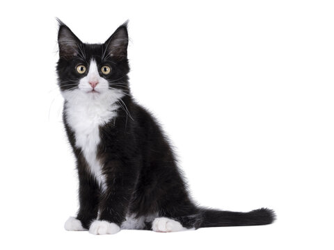 Cute black with white tuxedo Maine Coon cat kitten with naughty expression, sitting up side ways. Looking towards camera. Isolated cutout on a transparent background.
