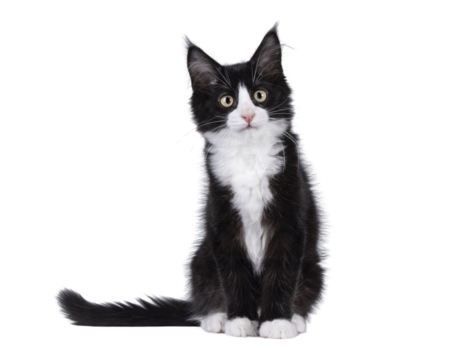 Cute black with white tuxedo Maine Coon cat kitten with naughty expression, sitting up facing front. Looking towards camera. Isolated cutout on a transparent background.