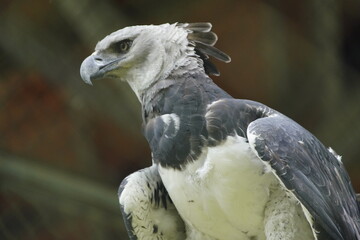 Harpy Eagle, Harpia harpyja. Manaus Zoological Garden, Amazonas - Brazil.

