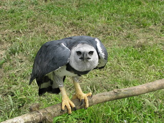 Harpy Eagle, Harpia harpyja. Manaus Zoological Garden, Amazonas - Brazil.

