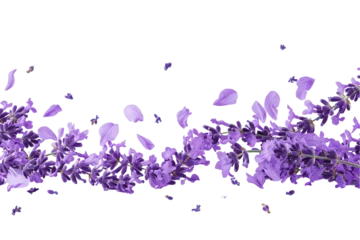 Foto op Canvas some flower lavender petals flew isolated on white background © masud
