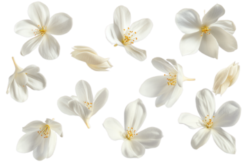 some flower jasmine petals flew isolated on white background