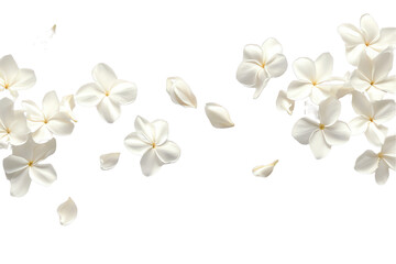 some flower jasmine petals flew isolated on white background