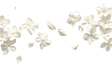 some flower jasmine petals flew isolated on white background