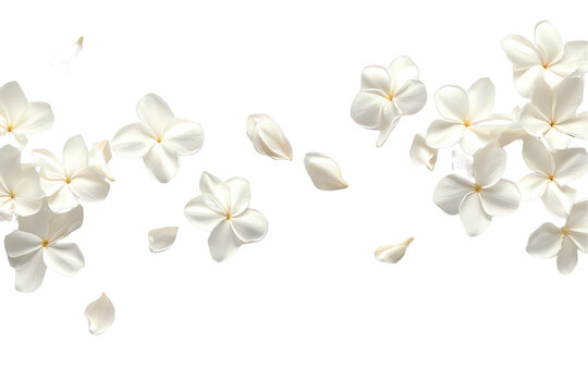 some flower jasmine petals flew isolated on white background - Powered by Adobe