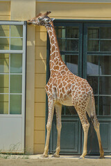 A magnificent giraffe stands near a building. Concept of wild animals. Vertical format.