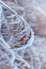 icy and snow-covered plants in a winter landscape