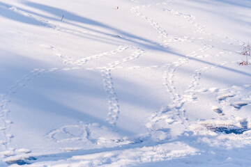 Winter in park, snow fairy tail