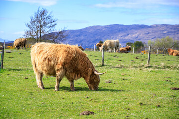 Highland Cattle Grazing Under the Scottish Sky
