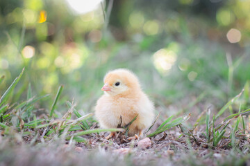 A chicken baby in the garden