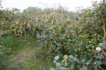 Fruit tree with unripe Red jujube fruits or apple kul boroi  in the garden
