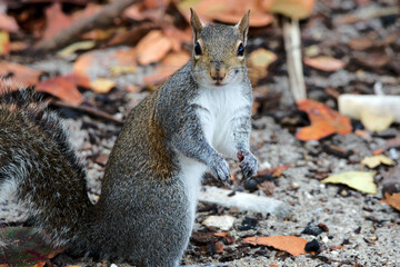 Eichhörnchen in Florida