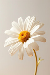 Yellow daisy flower soft elegant vertical background, card template