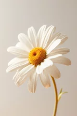 Tuinposter Yellow daisy flower soft elegant vertical background, card template © Ema