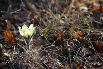 moss on the ground