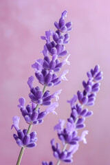 Fototapeta premium Purple lavender flower as vertical Greeting card template composition