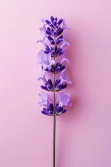 Rolgordijnen Purple lavender flower as vertical Greeting card template composition © Ema