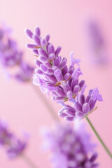 Purple lavender flower as vertical Greeting card template composition