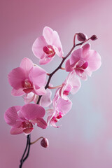 Pink Orchid flower soft elegant vertical background, card template